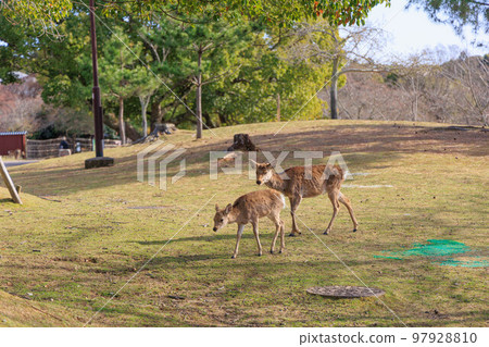 奈良公園的鹿[日本：奈良] 97928810