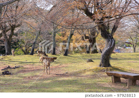 奈良公園的鹿[日本：奈良] 97928813