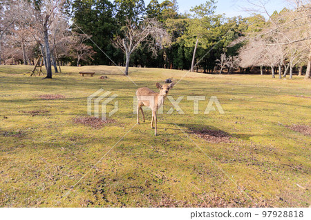 奈良公園的鹿[日本：奈良] 97928818