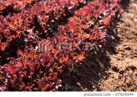 Red lettuce carefully growing in the garden Red lettuce carefully growing in the garden 97928944