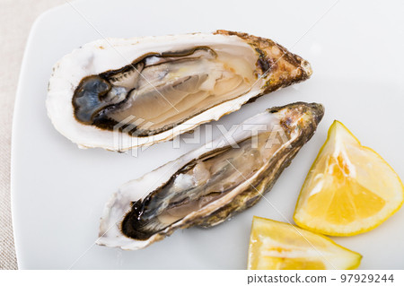 Opened raw oysters with lemon Opened raw oysters with lemon 97929244