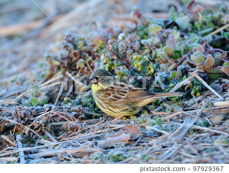 青吉在寒冷的冬季田野裡尋找食物。 97929367