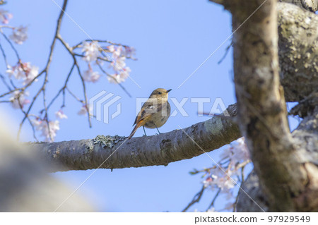 Daurian redstart perched on cherry blossoms in full bloom 97929549