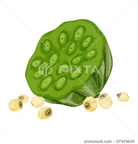 Chinese herbal medicine "lotus and lotus" hand-painted watercolor style illustration Chinese herbal medicine "lotus and lotus" hand-painted watercolor style illustration 97929684