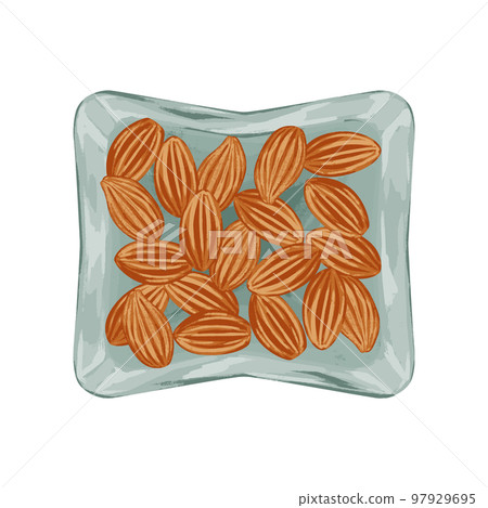 Chinese herbal medicine "Momojin (almond)" hand-painted watercolor style illustration Chinese herbal medicine "Momojin (almond)" hand-painted watercolor style illustration 97929695