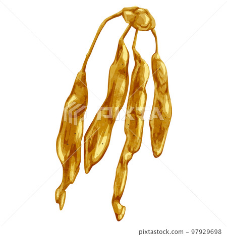 Chinese herbal medicine "Jiou" hand-painted watercolor style illustration Chinese herbal medicine "Jiou" hand-painted watercolor style illustration 97929698