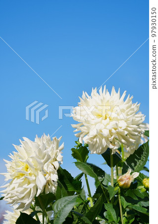 White dahlia in the blue sky, Reiwa 97930150