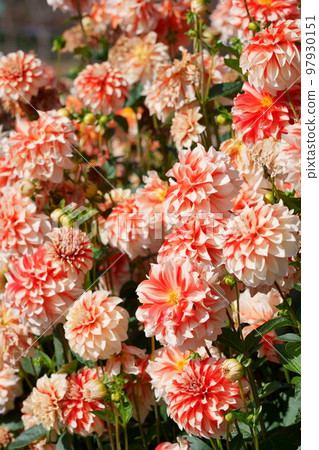 Dahlia Strawberry Moon in full bloom 97930151