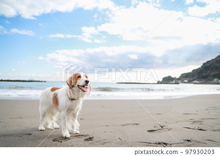 Kooikerhondje 在藍天下的沙灘上玩得開心 97930203