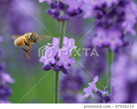 蜜蜂聚集在薰衣草上的形象 蜜蜂聚集在薰衣草上的形象 97930219