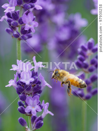 蜜蜂聚集在薰衣草上的形象 97930258