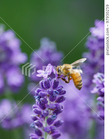 Image of bees gathering on lavender Image of bees gathering on lavender 97930259