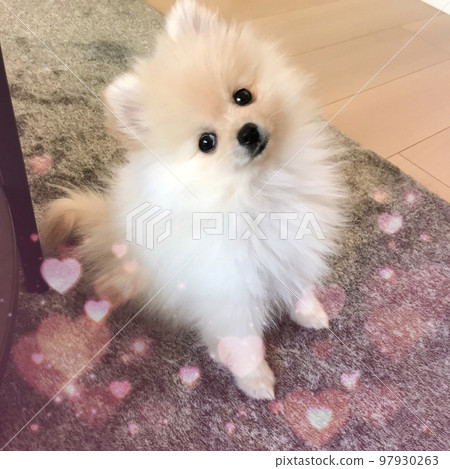 坐在客廳裡的博美犬 97930263