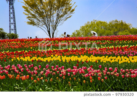 Tulip fields on a sunny plateau Sera Kogen Farm 97930320