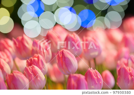 粉紅色的冰鬱金香和照明 97930380