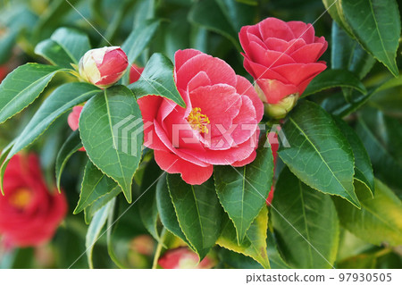 Camellia (Camellia) Camellia (Camellia) 97930505