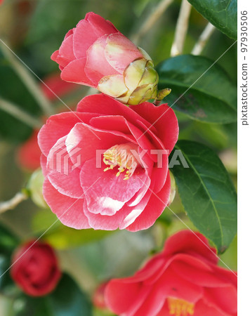 Camellia (Camellia) Camellia (Camellia) 97930506