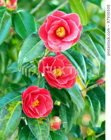 山茶花 (Camellia) 97930508