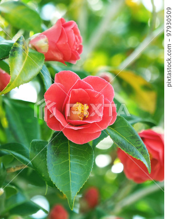 山茶花 (Camellia) 97930509