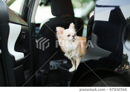 坐在車後座上的奶油色長大衣吉娃娃，車門開著 97930568