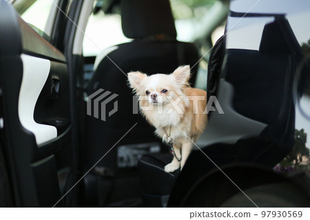 坐在車後座上的奶油色長大衣吉娃娃，車門開著 97930569