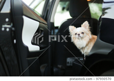 坐在車後座上的奶油色長大衣吉娃娃，車門開著 97930570