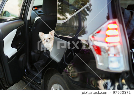 坐在車後座上的奶油色長大衣吉娃娃，車門開著 97930571
