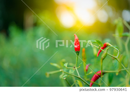 Chilli peppers or red chilies in farm Chilli peppers or red chilies in farm 97930641