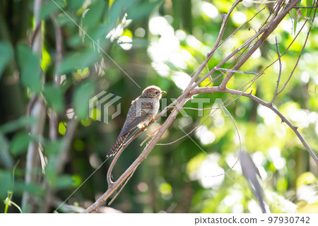 Bird (Plaintive Cuckoo) in a nature wild 97930742