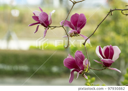 Green forest and purple magnolia Green forest and purple magnolia 97930862