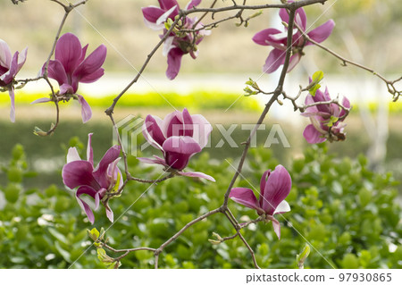 Green forest and purple magnolia 97930865