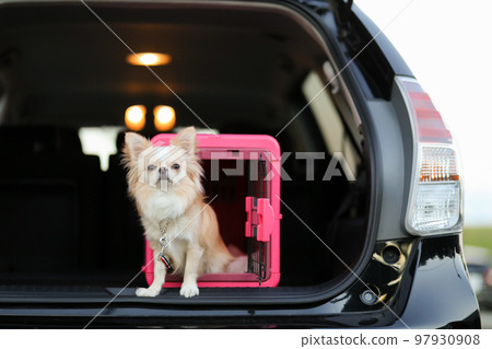 A long-coated Chihuahua in a pink gauge placed in the luggage compartment of a car 97930908