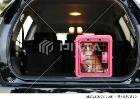 A long-coated Chihuahua in a pink gauge placed in the luggage compartment of a car A long-coated Chihuahua in a pink gauge placed in the luggage compartment of a car 97930910