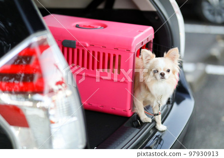 A long-coated Chihuahua in a pink gauge placed in the luggage compartment of a car 97930913