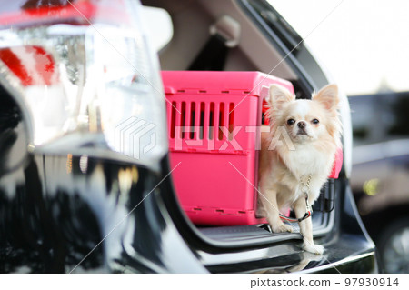 A long-coated Chihuahua in a pink gauge placed in the luggage compartment of a car 97930914