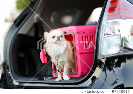 放在汽車行李箱中的粉紅色儀表的長毛吉娃娃 97930915