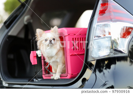 A long-coated Chihuahua in a pink gauge placed in the luggage compartment of a car A long-coated Chihuahua in a pink gauge placed in the luggage compartment of a car 97930916