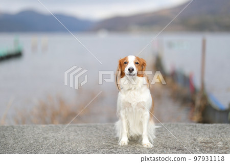 Kooikerhondje sitting face-to-face on a lakeside wharf Kooikerhondje sitting face-to-face on a lakeside wharf 97931118