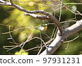 White-eye 97931231