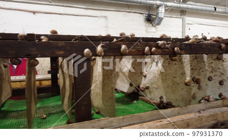 Snail farming. Broodstock, mother stock close-up. Broodstock for breeding and hatching snails. Snail farm. Industrial growing eatable snails on farm. Farm for growing edible snails for food. Breeding Snail farming. Broodstock, mother stock close-up. Broodstock for breeding and hatching snails. Snail farm. Industrial growing eatable snails on farm. Farm for growing edible snails for food. Breeding 97931370