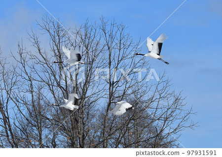 丹頂鶴, 好天氣, 釧路, 北海道 丹頂鶴, 好天氣, 釧路, 北海道 97931591