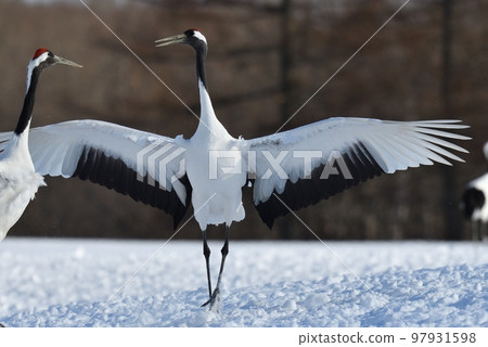 red-crowned crane, fine weather, kushiro, hokkaido red-crowned crane, fine weather, kushiro, hokkaido 97931598