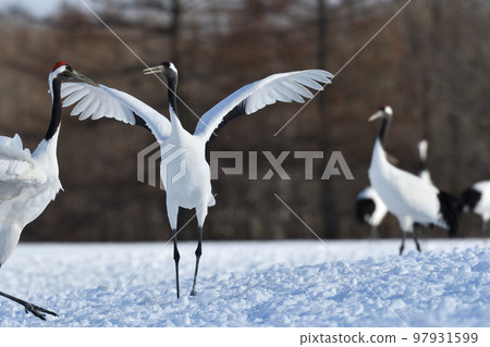 red-crowned crane, fine weather, kushiro, hokkaido red-crowned crane, fine weather, kushiro, hokkaido 97931599