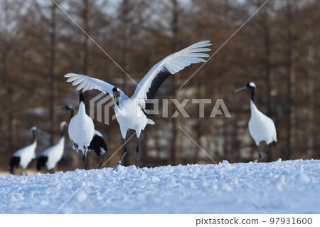 red-crowned crane, fine weather, kushiro, hokkaido red-crowned crane, fine weather, kushiro, hokkaido 97931600