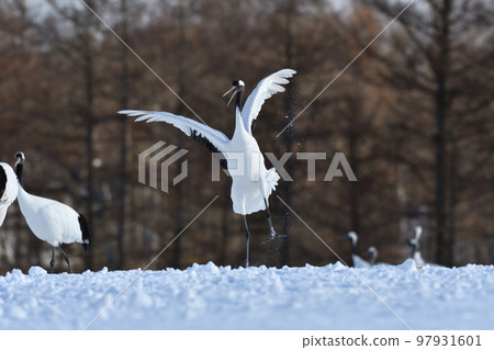 red-crowned crane, fine weather, kushiro, hokkaido red-crowned crane, fine weather, kushiro, hokkaido 97931601