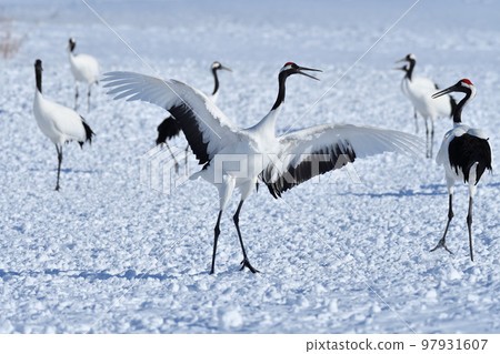 red-crowned crane, fine weather, kushiro, hokkaido red-crowned crane, fine weather, kushiro, hokkaido 97931607