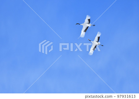 red-crowned crane, fine weather, kushiro, hokkaido 97931613