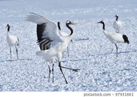 red-crowned crane, fine weather, kushiro, hokkaido red-crowned crane, fine weather, kushiro, hokkaido 97931661