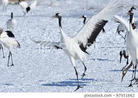 red-crowned crane, fine weather, kushiro, hokkaido red-crowned crane, fine weather, kushiro, hokkaido 97931662