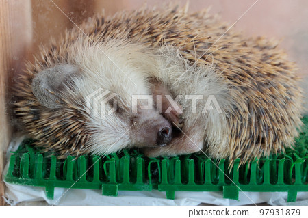 Hedgehog Hamamatsu City Zoo Hama Zoo 97931879
